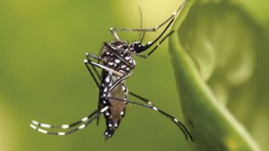 Chikungunya tem capacidade para se tornar risco global, aponta OMS