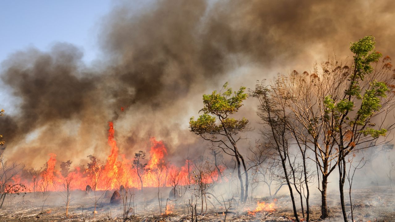 Incêndio no Parque Nacional de Brasília em 2024 | Reprodução/Fabio Rodrigues-Pozzebom/Agência Brasil