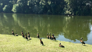 Gripe aviária em SP: aves contaminadas são encontradas no Parque Ibirapuera